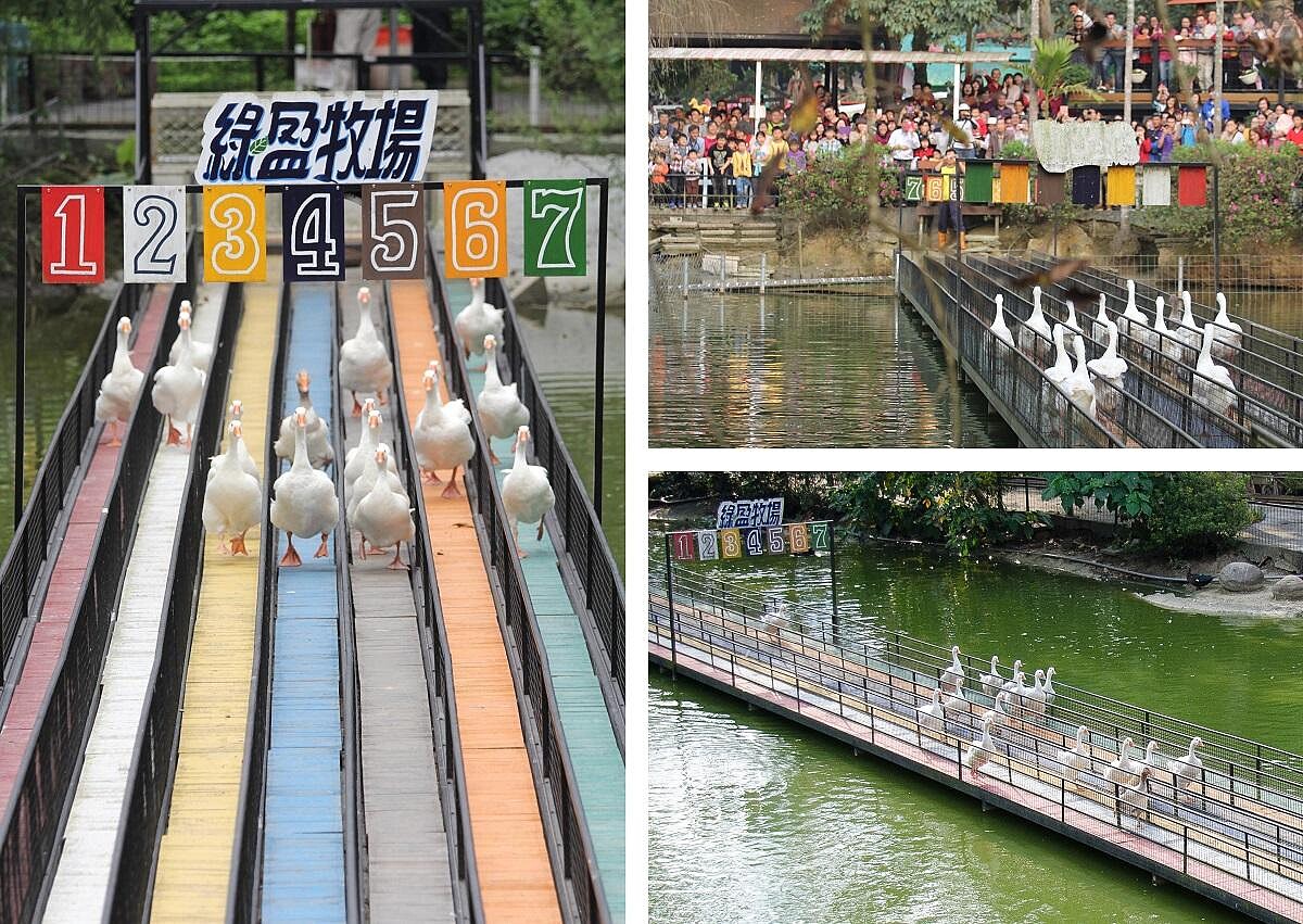 圖片來源：綠盈牧場 授權KLOOK轉載