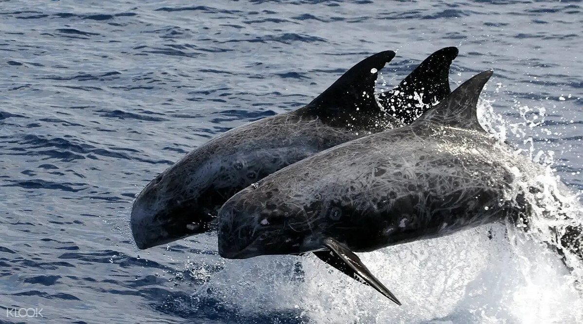 在花蓮港與當地漁民尋找鯨魚蹤跡。Source: KLOOK