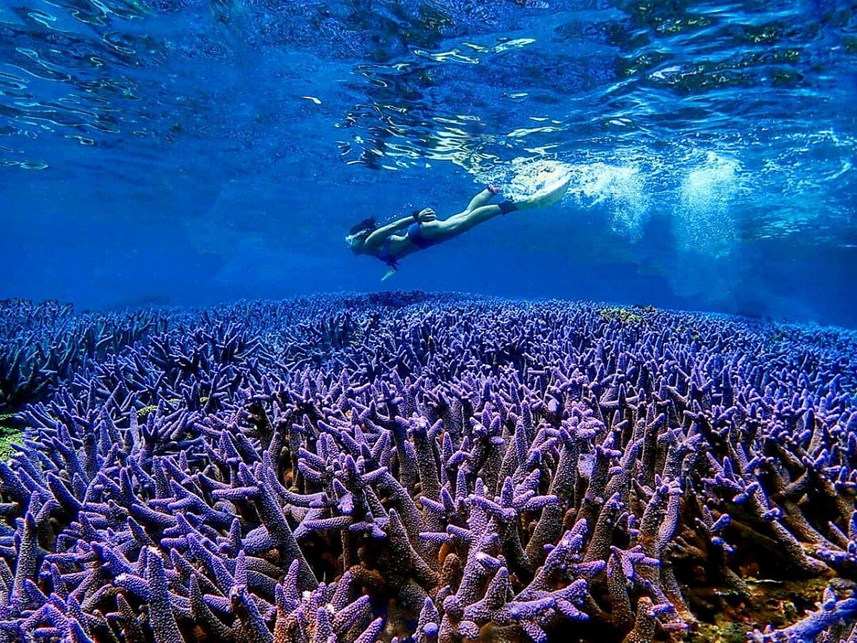 Photo／IG@saekodive_global授權提供