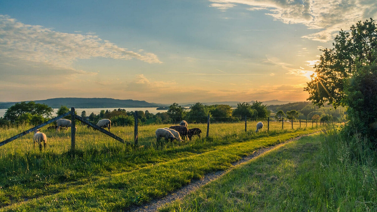 農遊券申請、領取方式7大QA懶人包！每份250元，最晚7/18前上網登記