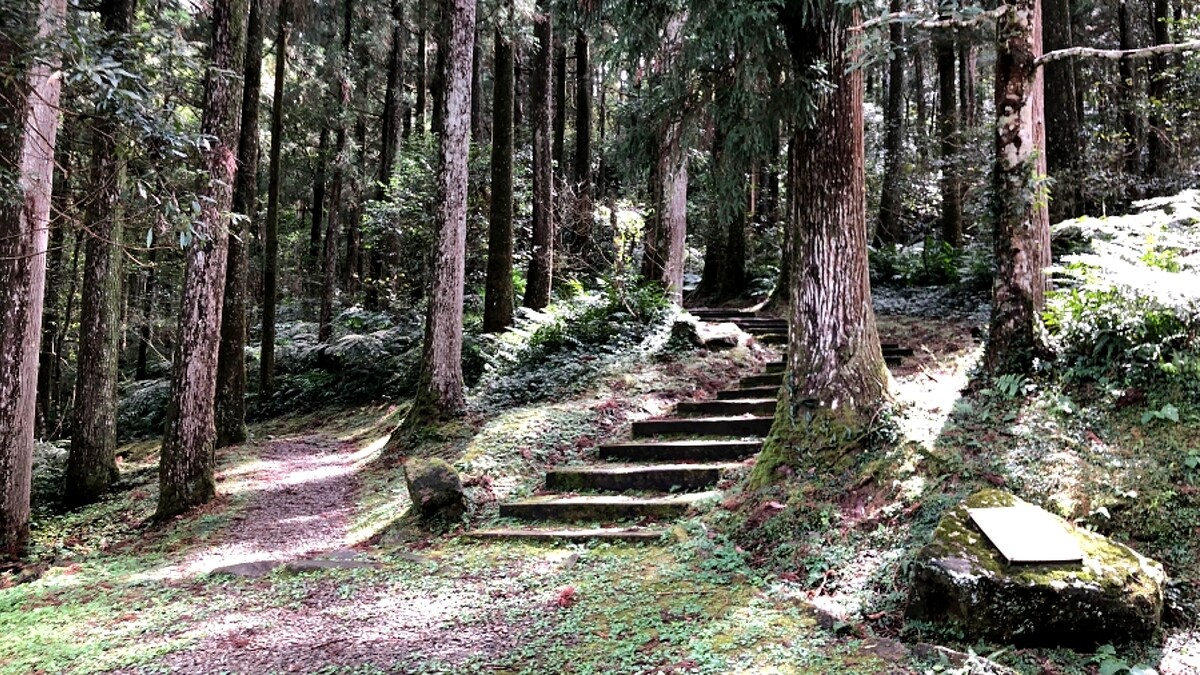 東眼山國家森林遊樂區