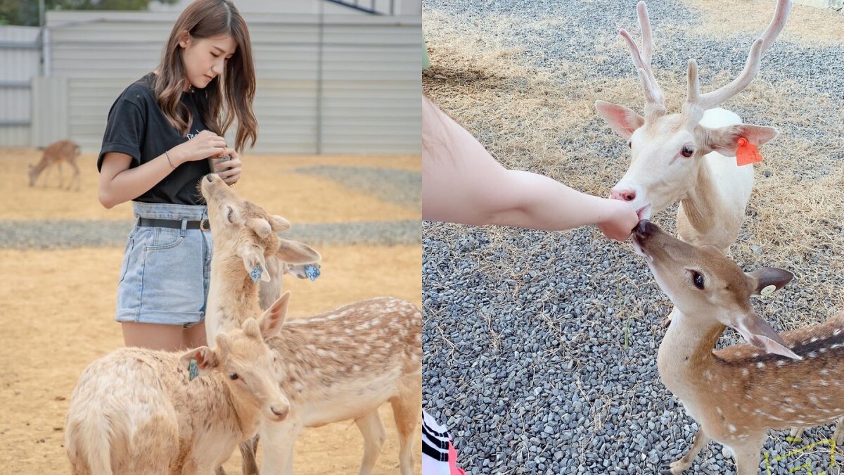 Photo／鹿粼梅花鹿園區