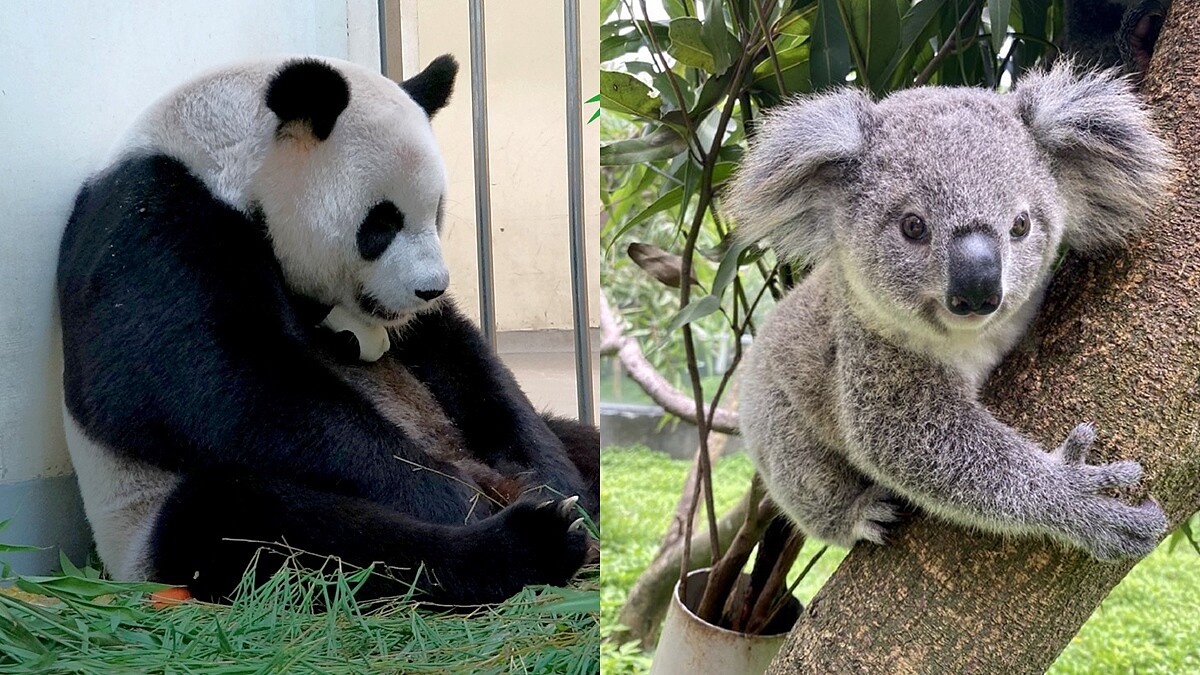 台北市立動物園開放夜間參觀!8月只有這五天,延長時間、票價、暑期限定活動一次看