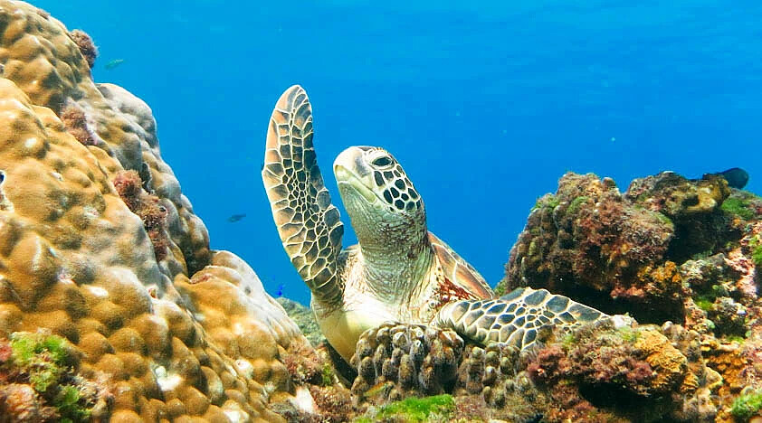 到小琉球潛水與綠蠵龜近接觸。Source：KLOOK