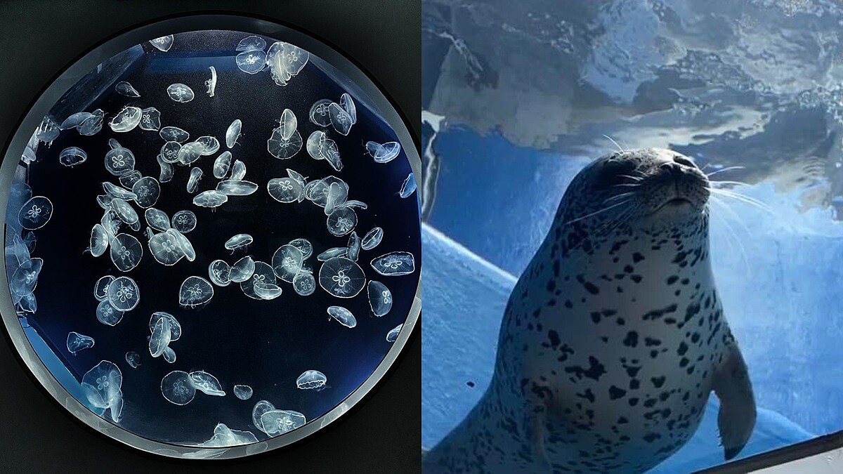 桃園XPARK水族館8/7開幕！超夢幻展區、票價、交通資訊曝光