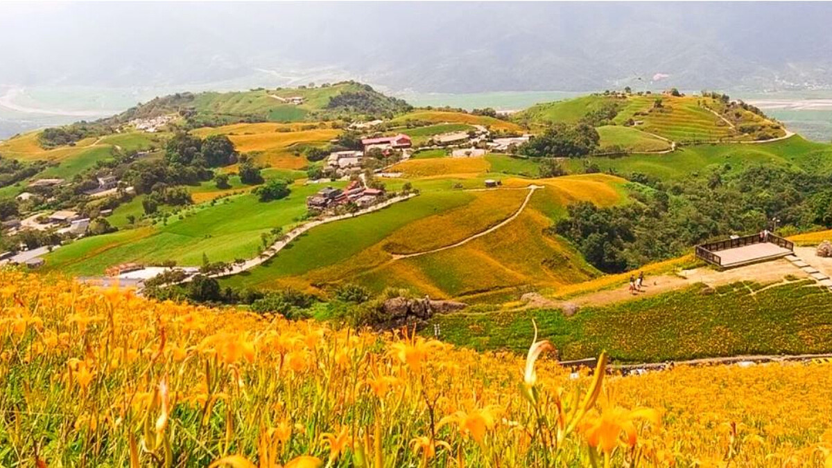 【2020花蓮金針花】六十石山金針花海8月盛放，天使鋪上的金黃地毯！