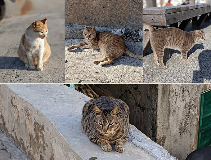 Source: IG @fukuneko_tw 授權KLOOK轉載