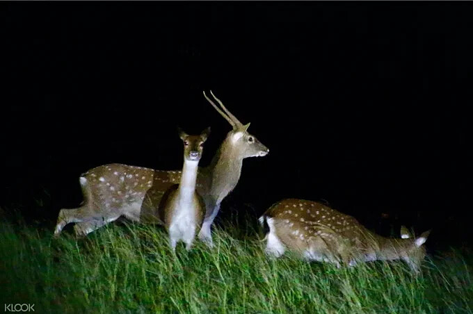 墾丁龍磐草原生態探索，生態解說南台灣的動植物。Source: KLOOK