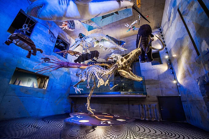 台南左鎮化石園區-早坂中國犀牛亞種化石。Source: KLOOK