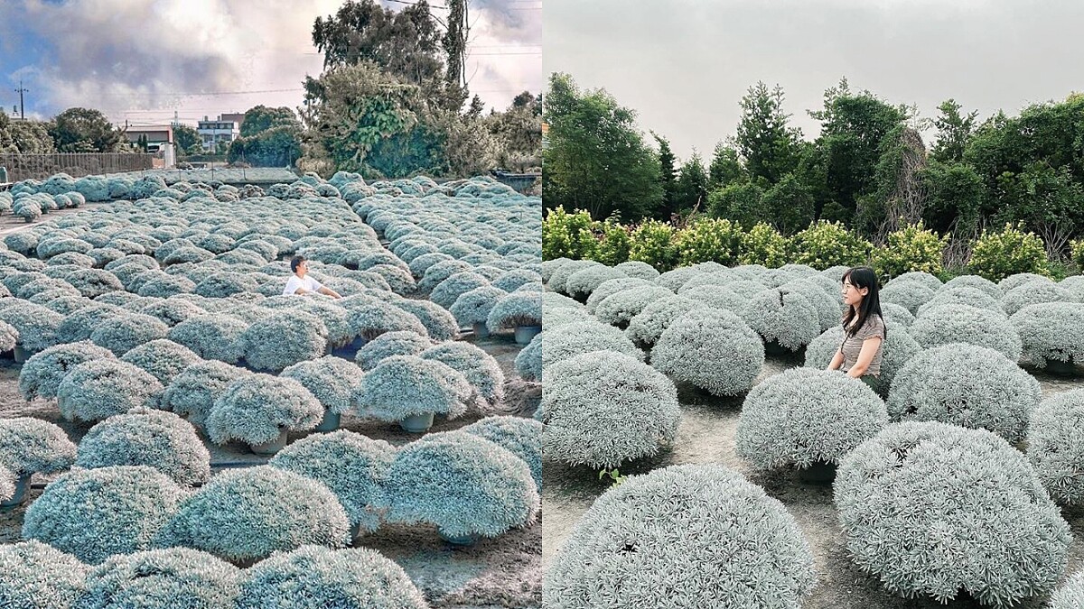 彰化下雪了！夢幻「雪白波波草」瀰漫北國風情，如小雪球般整齊排列，療癒指數破表