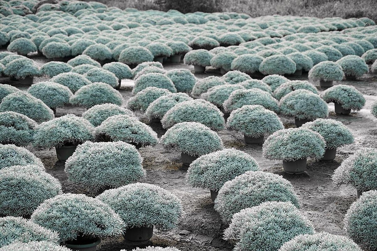 Photo／IG@beckhamhong66 授權提供