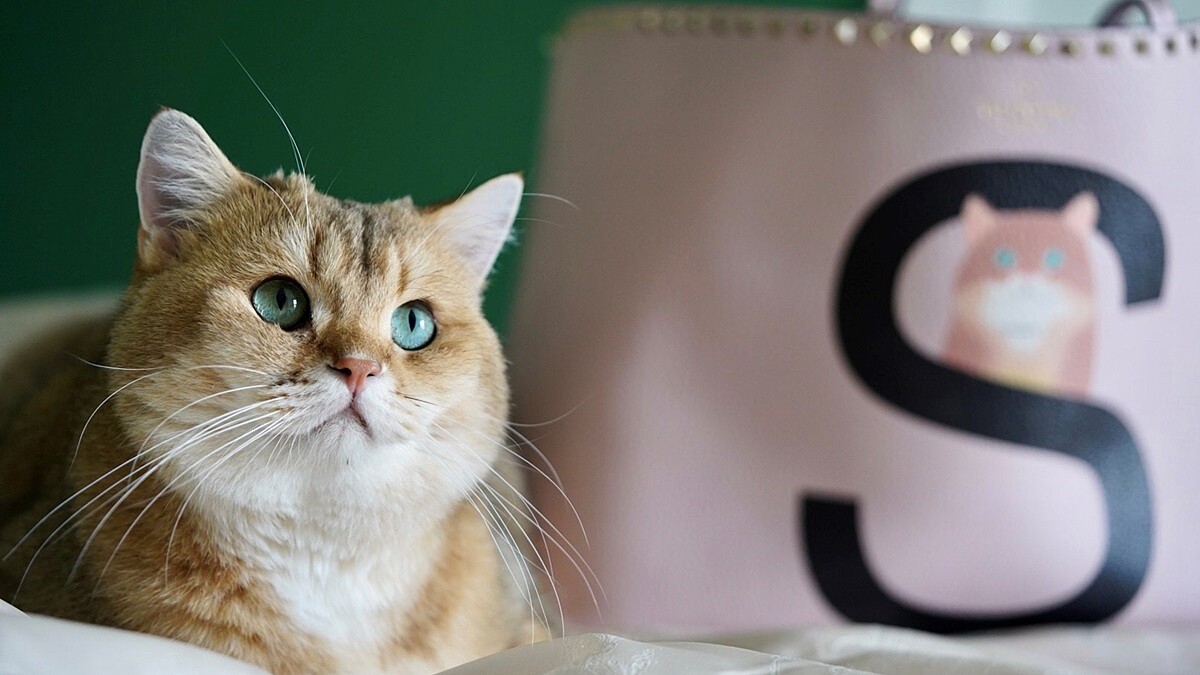 汪星人、喵星人注意！Valentino推出客製化鉚釘萌寵系列，把自家寵物放上包包隨身攜帶