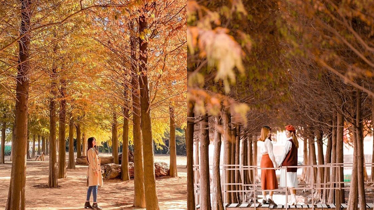 2020全台8大「落羽松」秘境地圖，11月~1月秋冬不能錯過的絕美景緻！