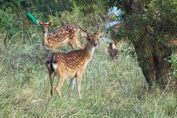 社頂部落設有全台唯一一處復育梅花鹿的社頂工作站。Source: KLOOK