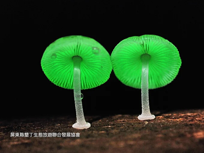 有「鬼火」之稱的螢光蕈。Source: KLOOK