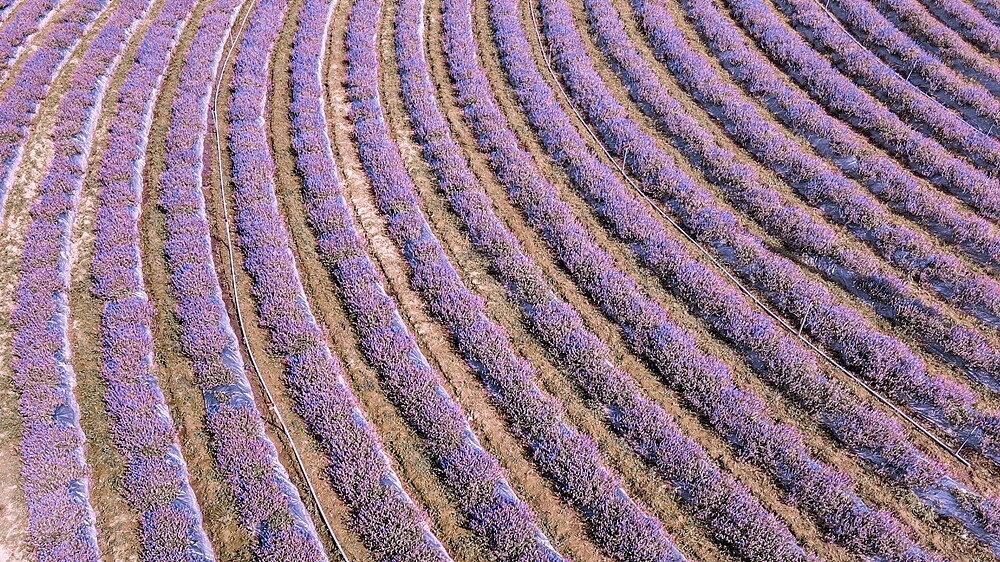 「2020桃園仙草花節」夢幻來襲！5.8公頃紫色花毯打造台版普羅旺斯花海，還有六大主題裝置超好拍