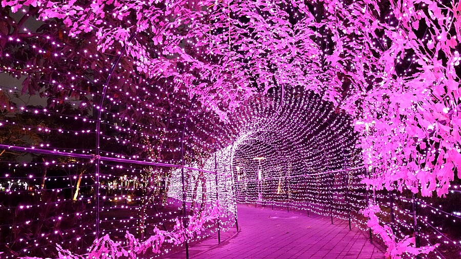 「粉紅隧道燈海」夢幻降臨新北市！新莊中港大排河廊變身快閃聖誕燈海，只有34天快把握