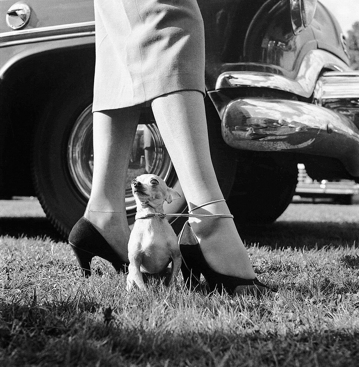 &copy;Estate of Walter Chandoha