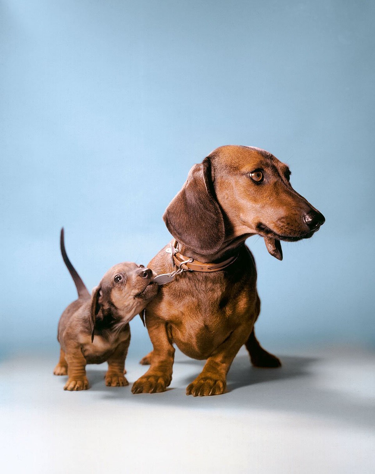 &copy;Estate of Walter Chandoha