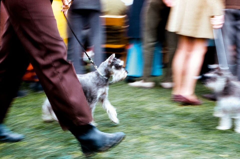 &copy;Estate of Walter Chandoha