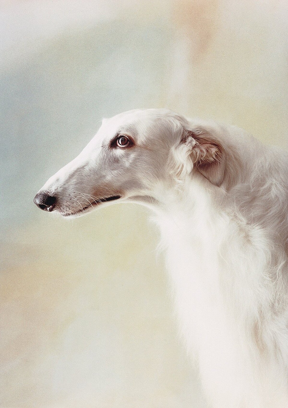 Alen MacWeeney, 1998, Courtesy of the artist.