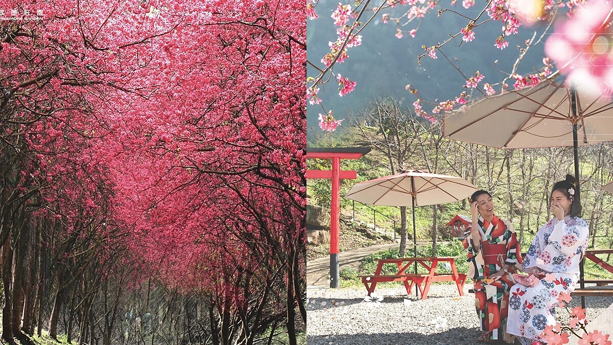 「桃園最美山林莊園」翠墨莊園迎浪漫櫻花季！上千棵櫻花樹成粉紅天堂，還能換穿和服當一回櫻花妹