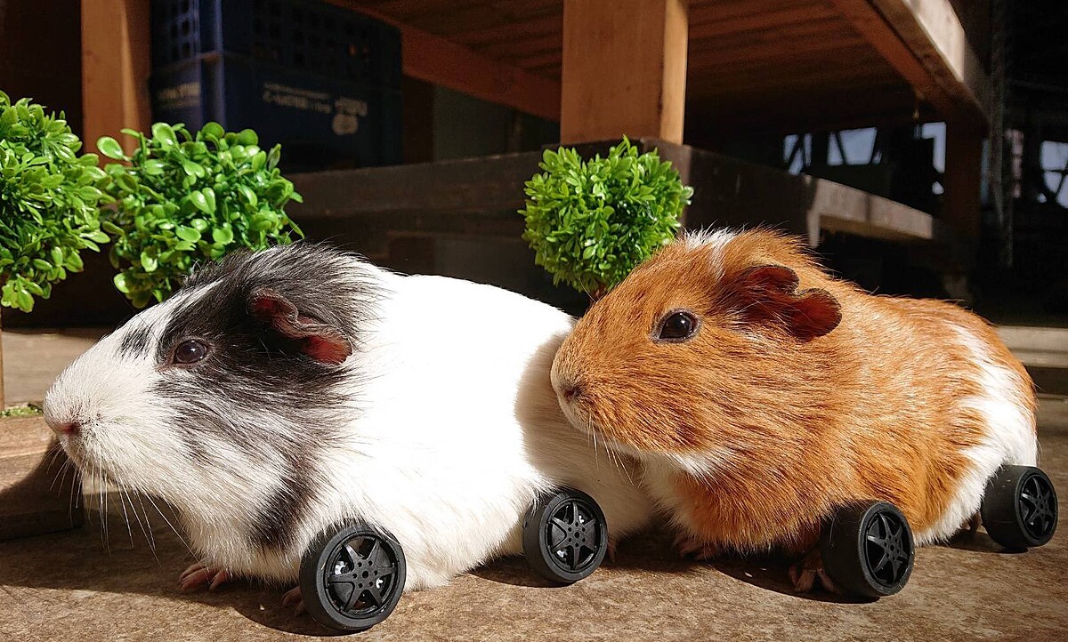 Photo/twitter@bokka_no_sato