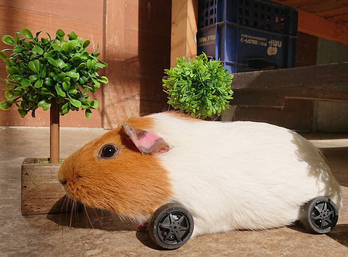 Photo/twitter@bokka_no_sato