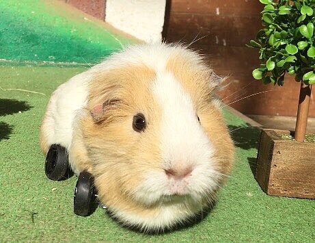 Photo/twitter@bokka_no_sato