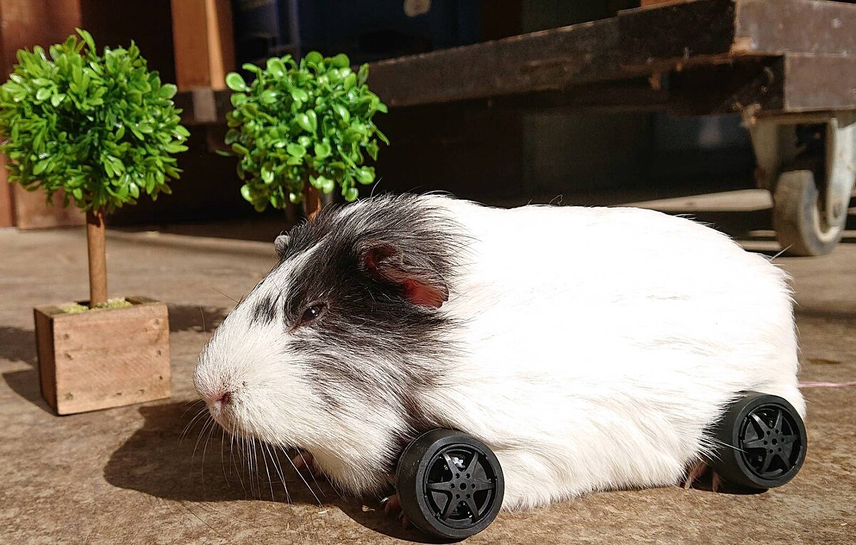 Photo/twitter@bokka_no_sato