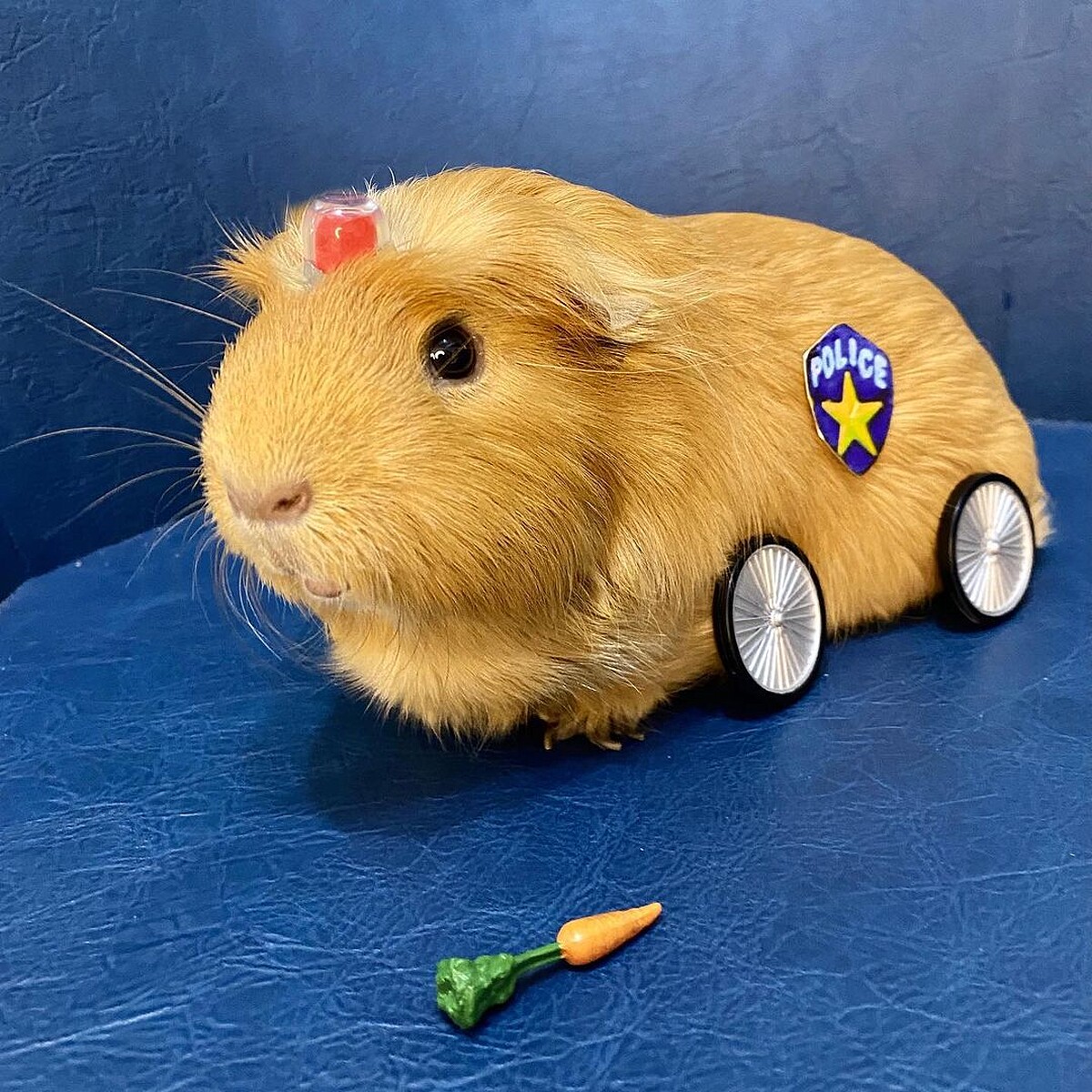 天天好萌-天竺鼠華生與夏洛克