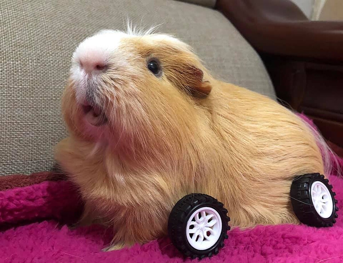 FB@天竺鼠 呆寶的日常