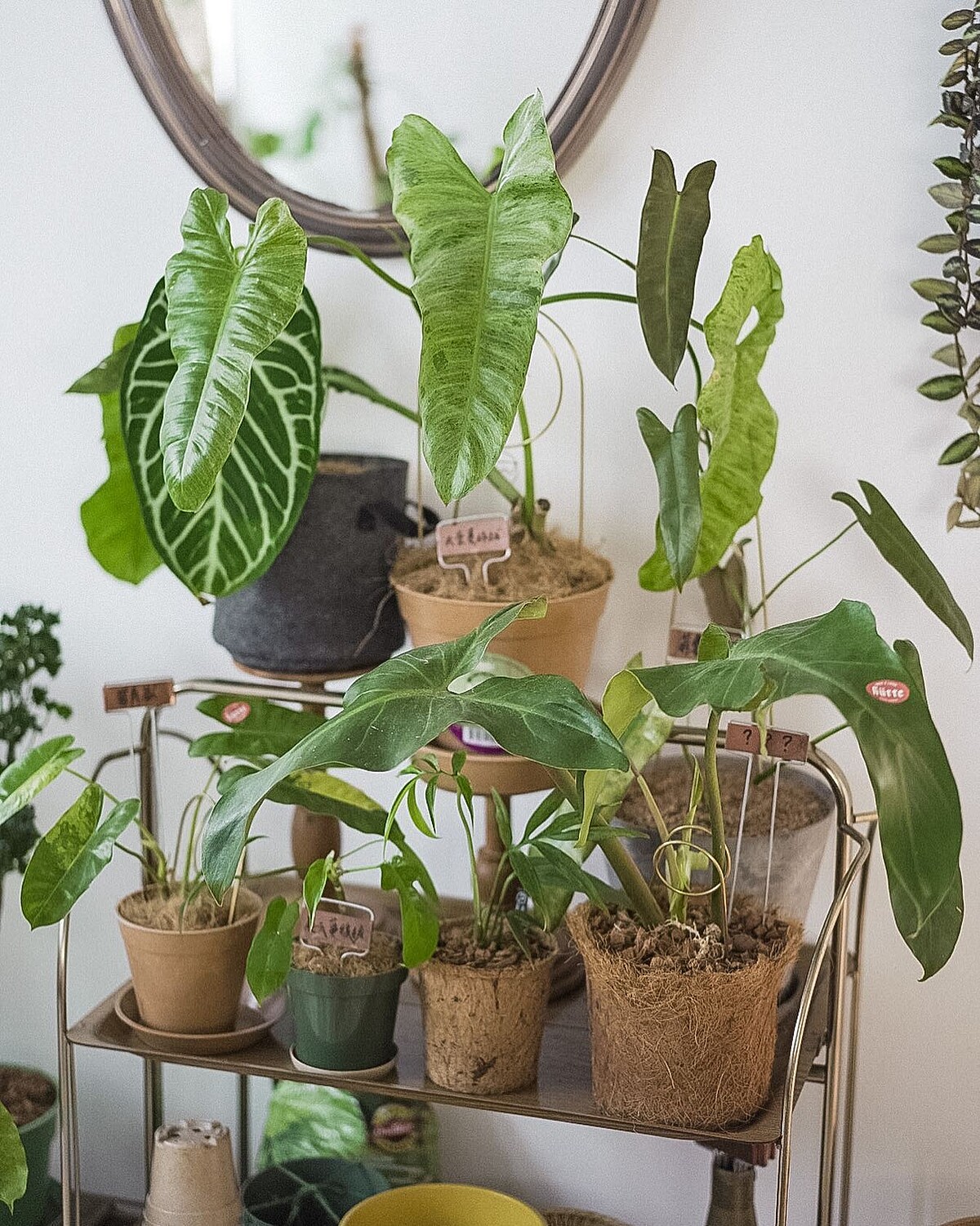 盆栽可以親自搭配選購盆器。