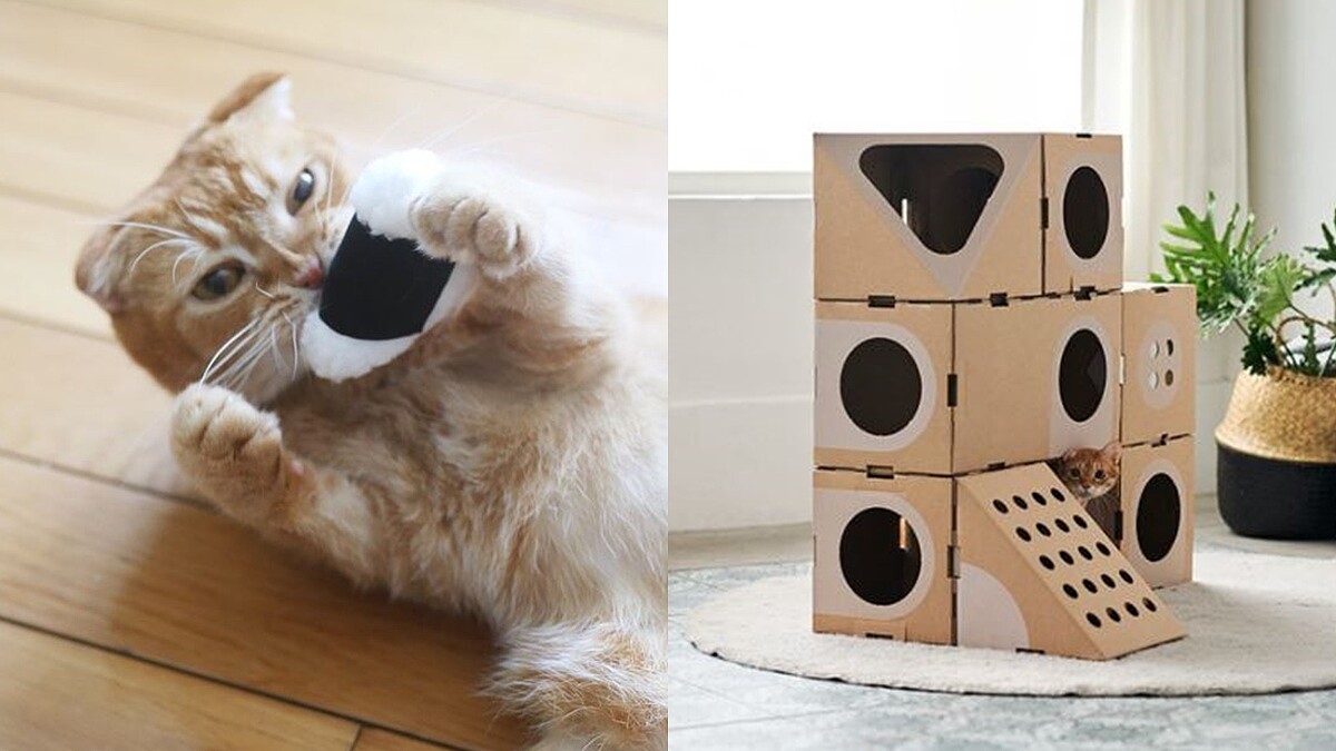 慶祝222貓之日!Pinkoi為喵皇準備5款超萌小物,抓板、紙箱城堡、嗅聞玩具都在這,貓奴們快下單進貢