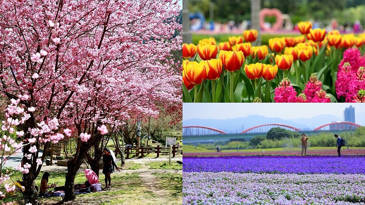 2021全台賞花懶人包!粉嫩櫻花、鬱金香、木棉花、紫色花毯等10大初春花海正盛開,週末放假快衝一波