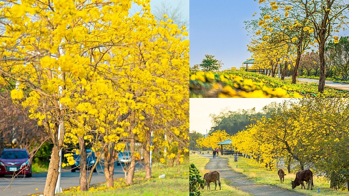 「黃金隧道」現蹤屏東！黃金風鈴木賞花秘境公開，幸運兒能看到「牛吃草」療癒畫面