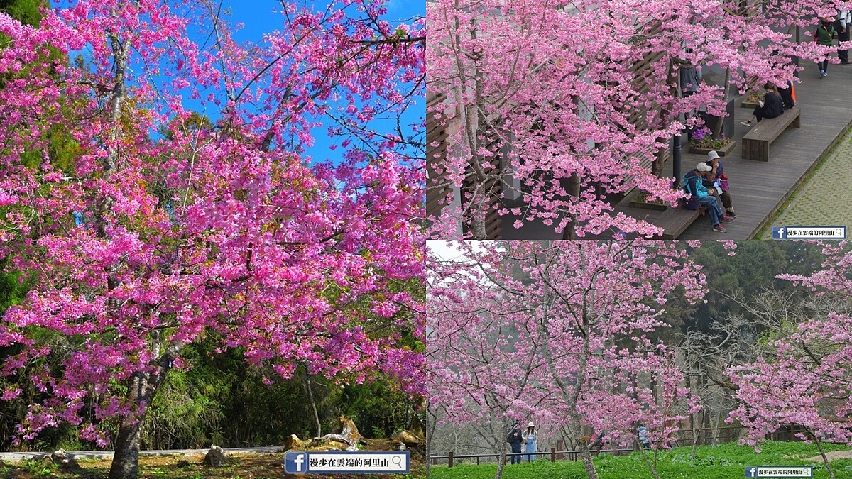 「漫步在雲端的阿里山授權」臉書粉絲團授權