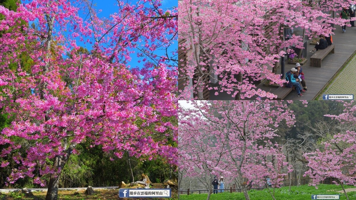 「漫步在雲端的阿里山授權」臉書粉絲團授權