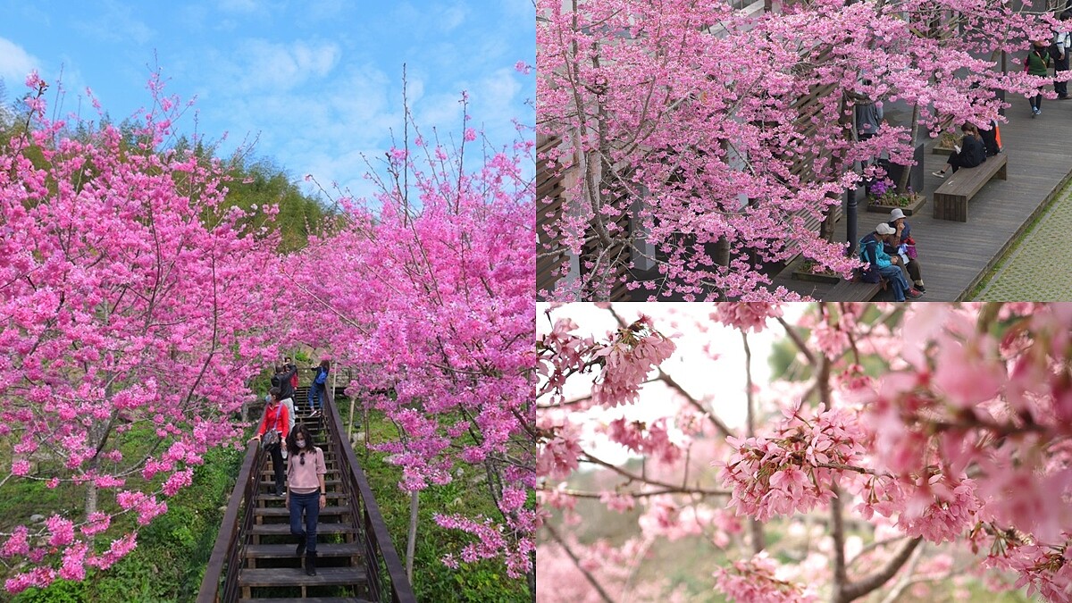 2021阿里山櫻花季粉嫩登場！破20種櫻花綻放山頭，八大賞花景點曝光，交通管制日期、時段、人數一次看