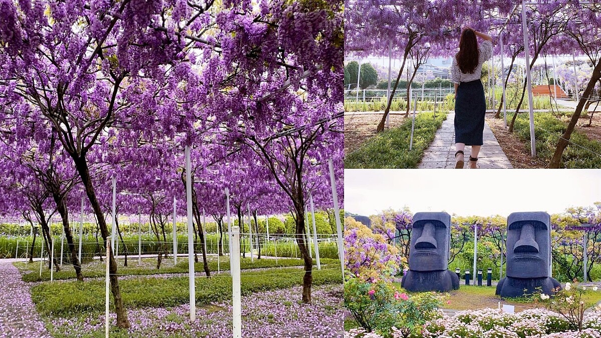 全台最大「淡水紫藤花園」提早3/13開放！千株唯美花瀑浪漫炸開，花期僅3周，2021更可能是最後一年開放