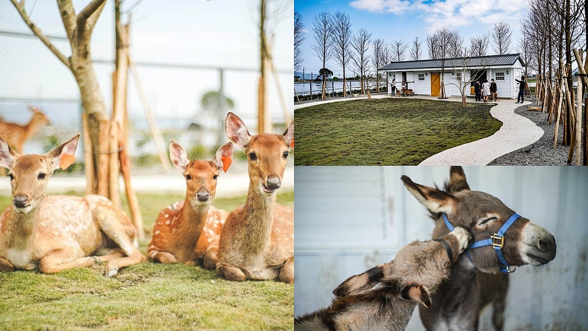 宜蘭新農場「星寶l鄉間小路」開幕！純白園區中親近大自然，餵梅花鹿、迷你驢萌翻天，還能當蔥農、賞四月雪