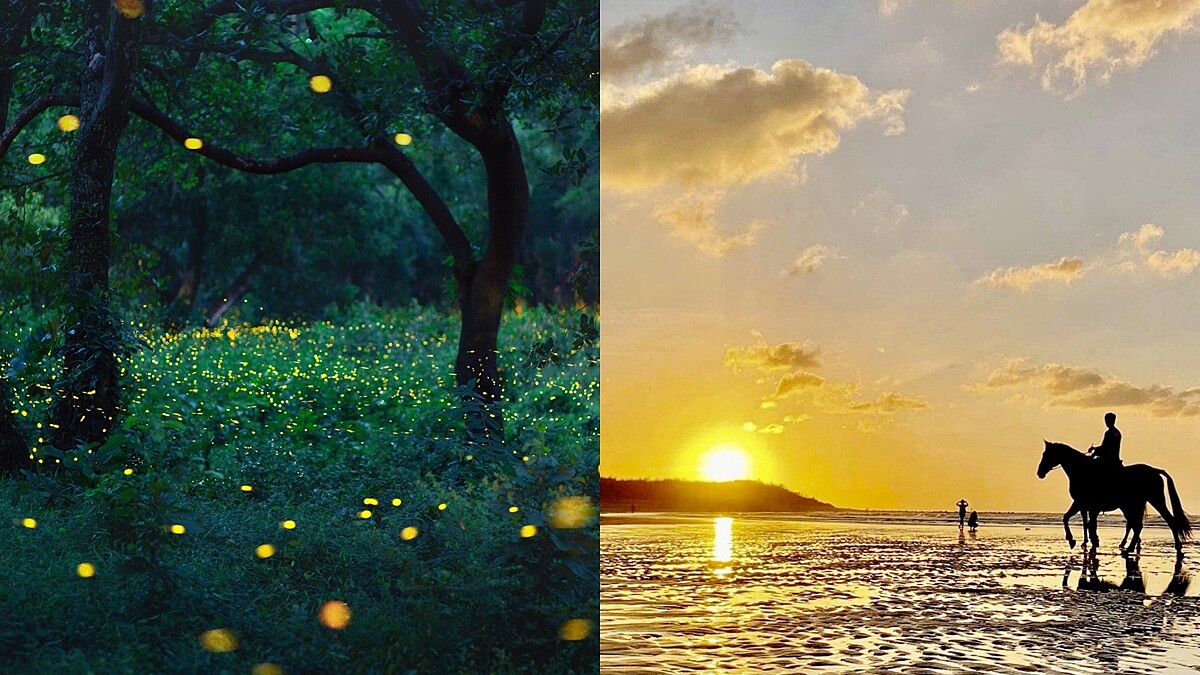 晶華酒店帶你去看螢火蟲！一探20萬隻火金姑秘境、感受春季限定螢光浪漫，還能在金黃夕陽下騎馬踏浪