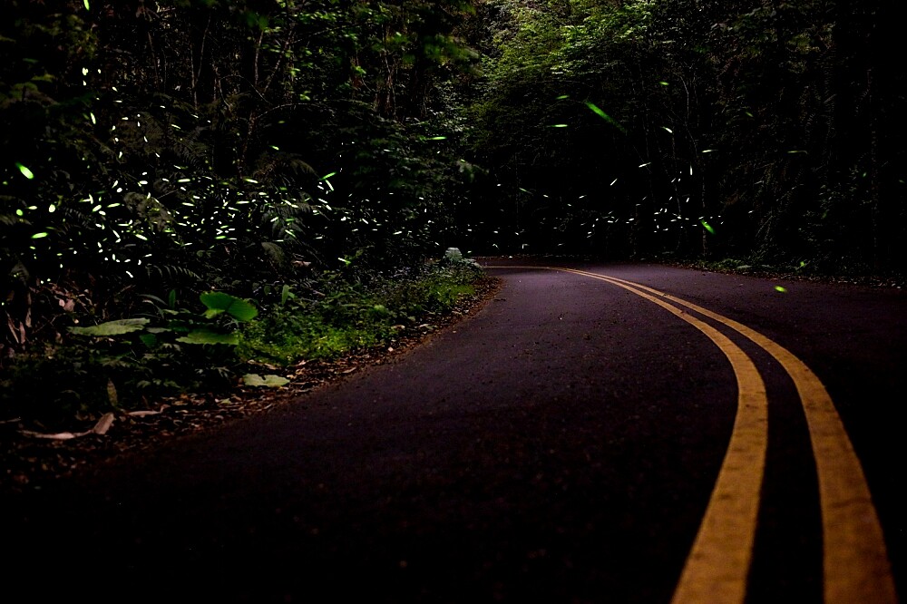 網友Wei Ting授權提供