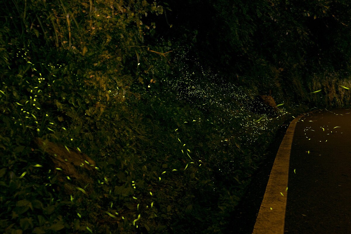 Photo/花東縱谷國家風景區管理處