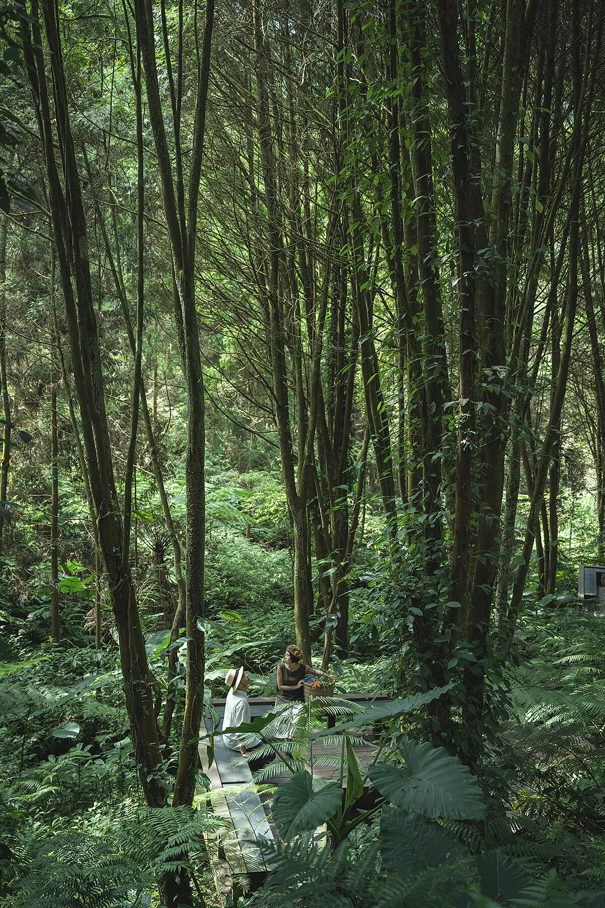 漫步於茂林國家森林園區。