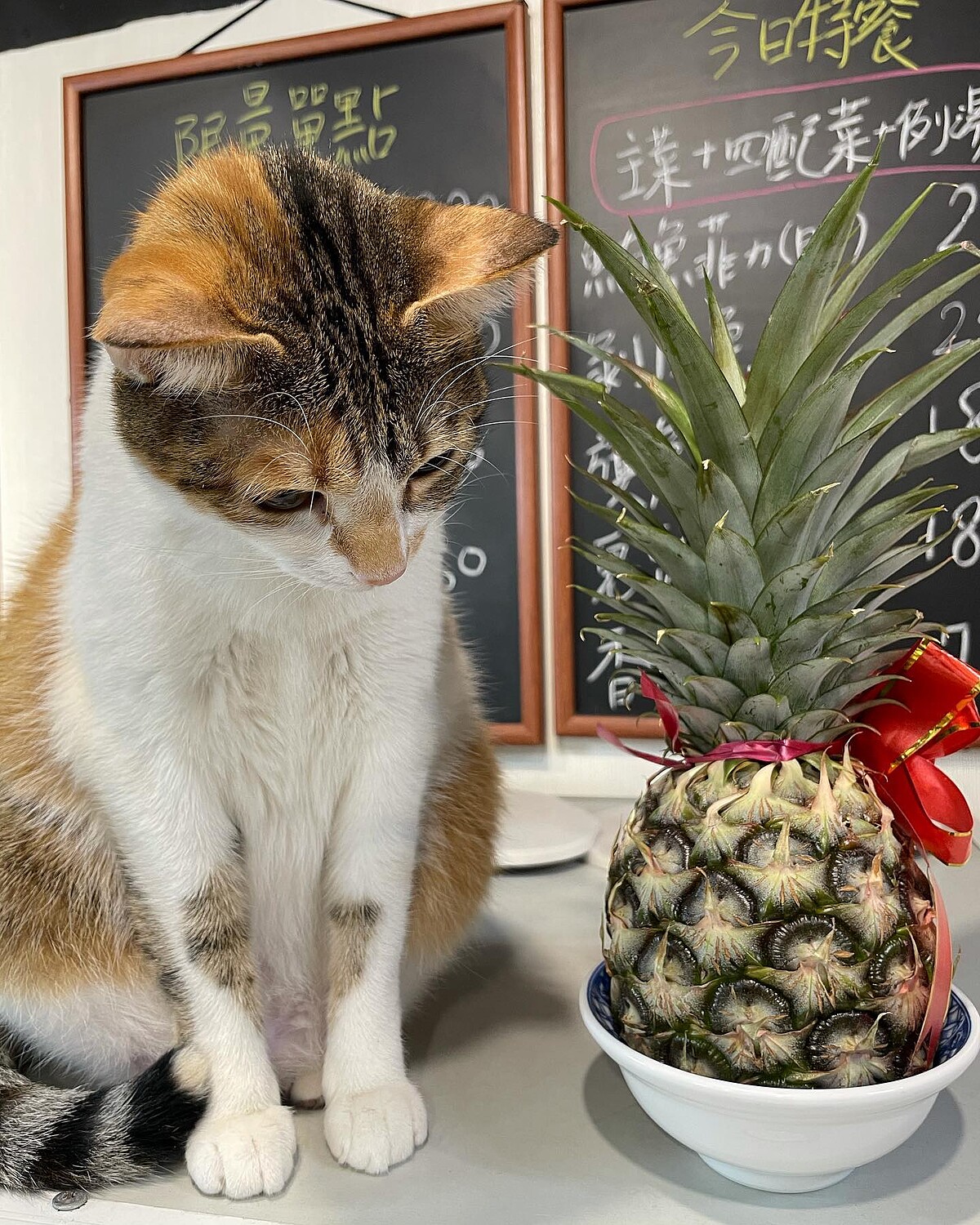 ▲店貓小花超萌！（圖 / 無一物海產粥授權使用）