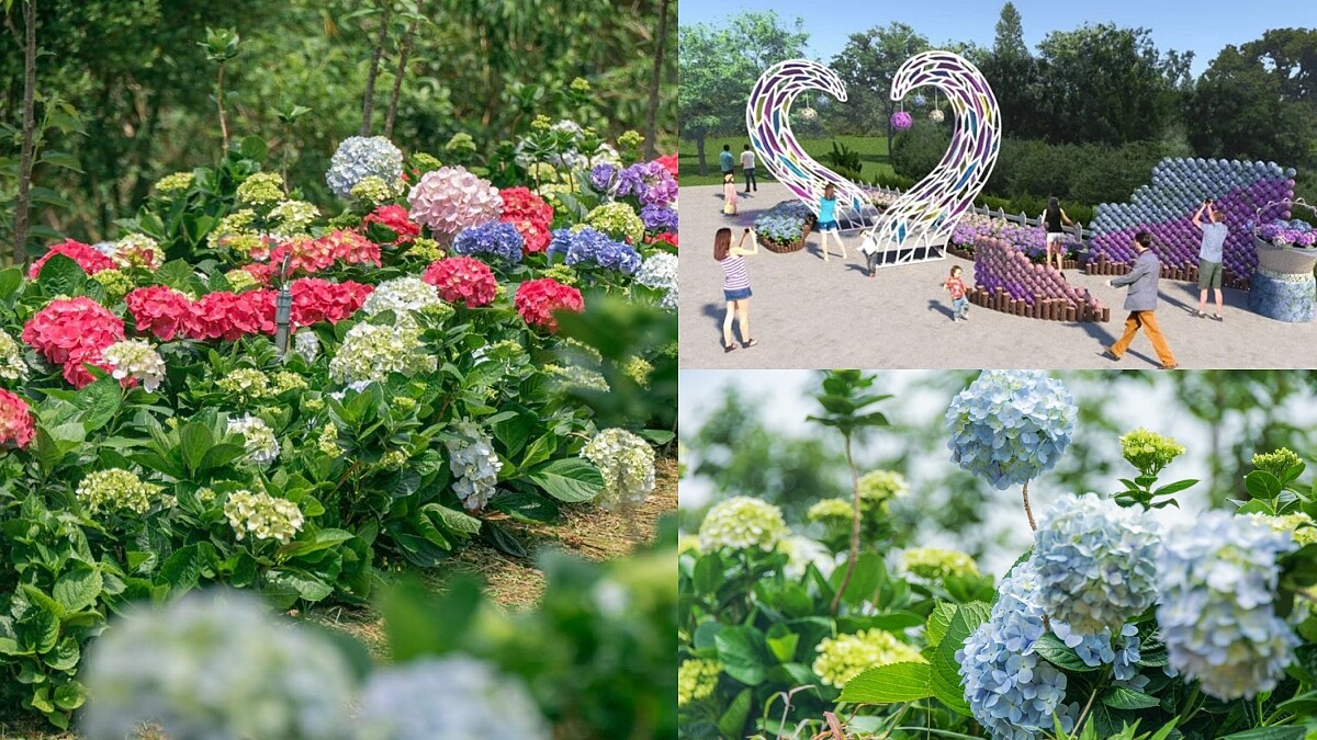 桃園也有繡球花園可朝聖!2021桃園繡球花季萬株花朵綻放、只展出43天,接駁車、交通資訊一次看