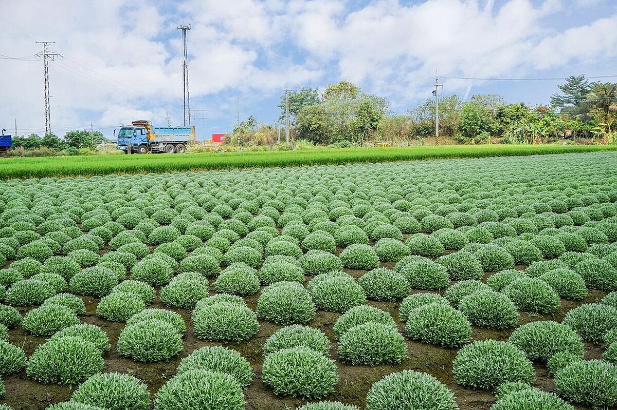 IG@beckhamhong66 授權提供