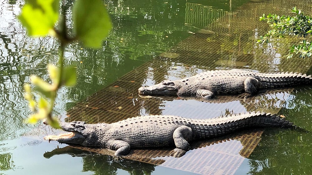 不一樣鱷魚休閒農場