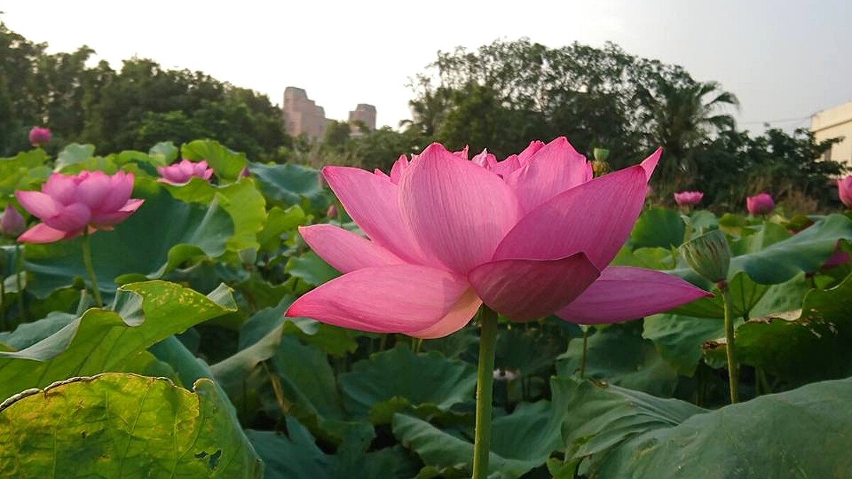 蓮荷園休閒農場